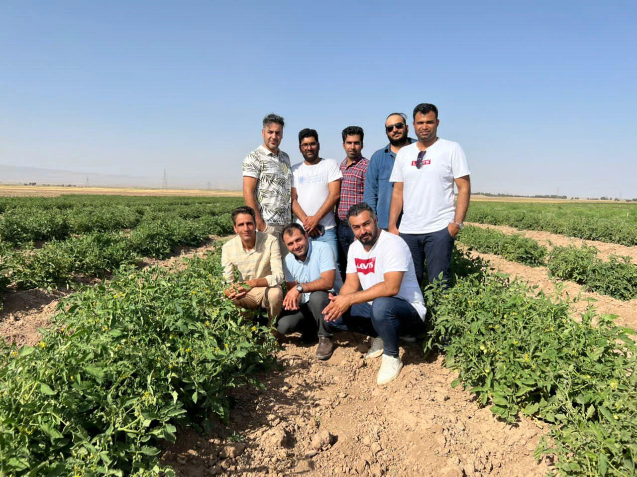 بادمجان